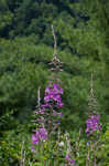 Fireweed